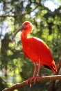 Hugh Leslie Red Bird
